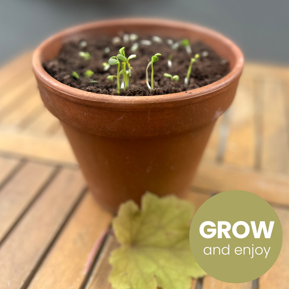 I Did A Thing: Plantable Baby Milestone Cards